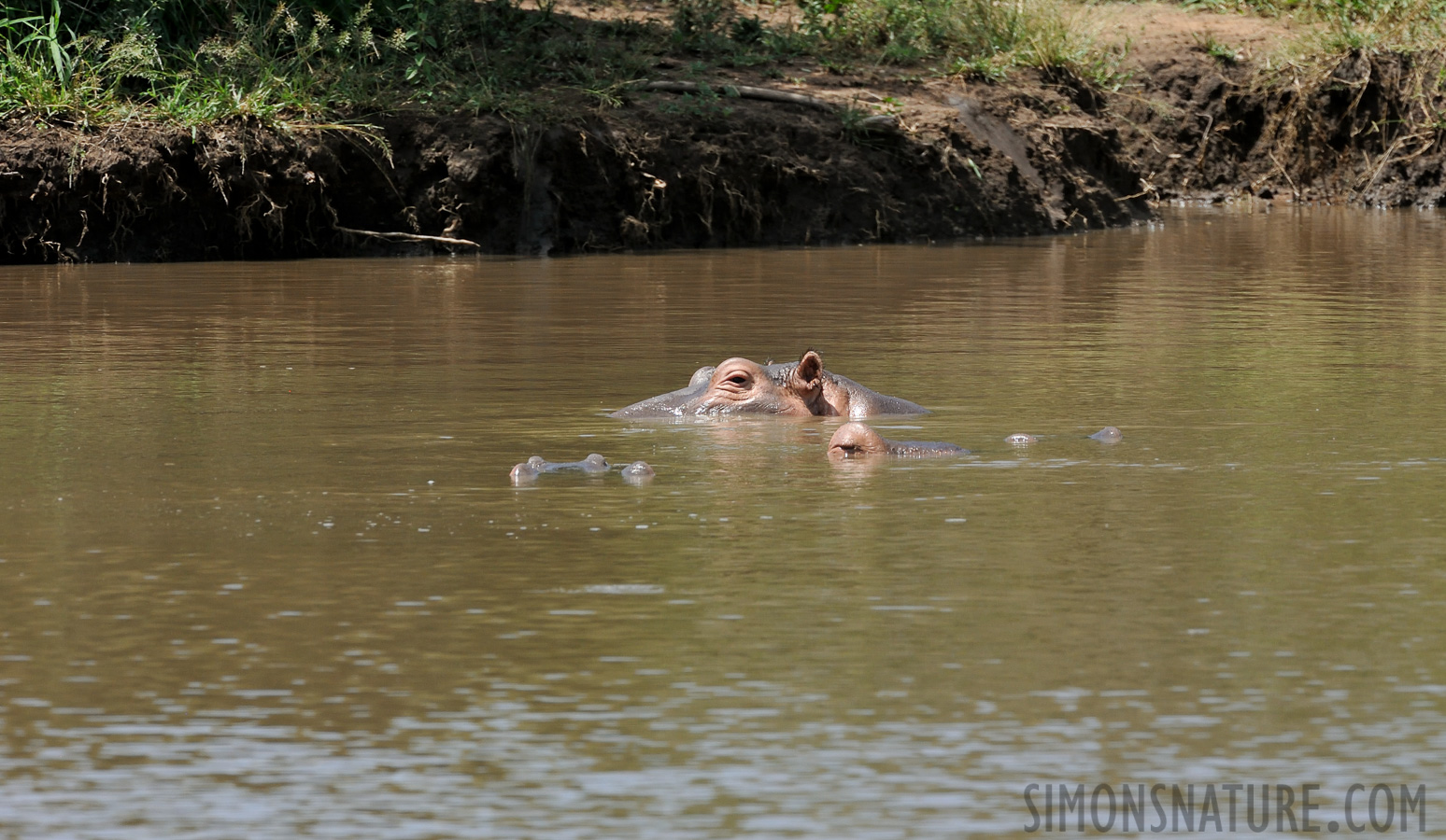 Hippopotamus amphibius capensis [550 mm, 1/800 sec at f / 13, ISO 1600]